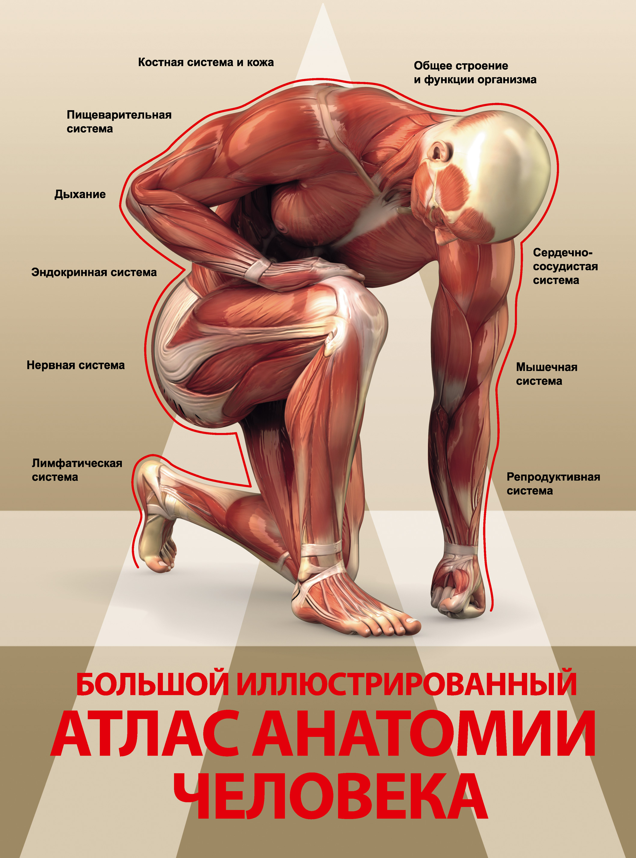 Большой иллюстрированный атлас анатомии человека