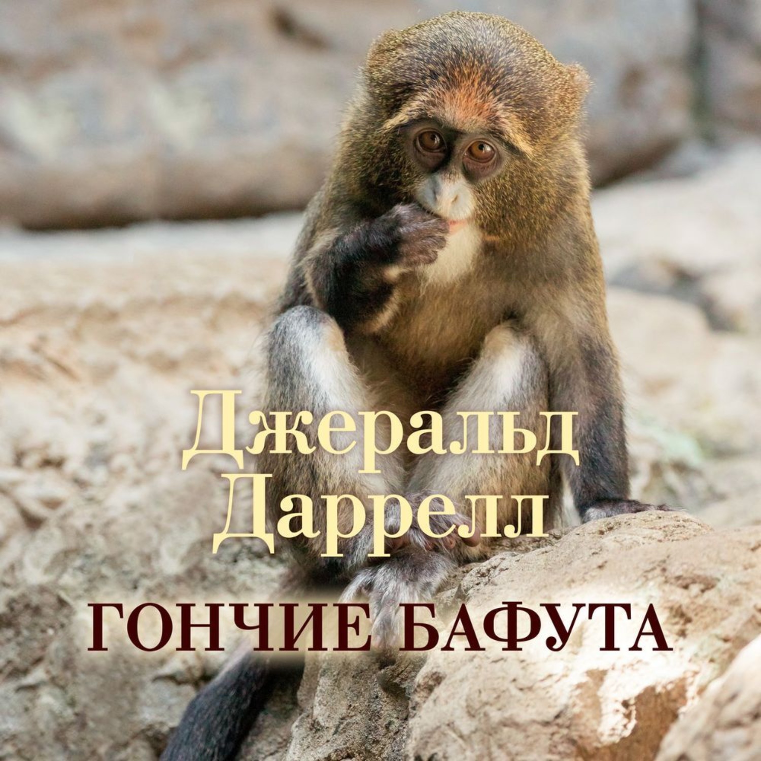 Гончие бафута картинки
