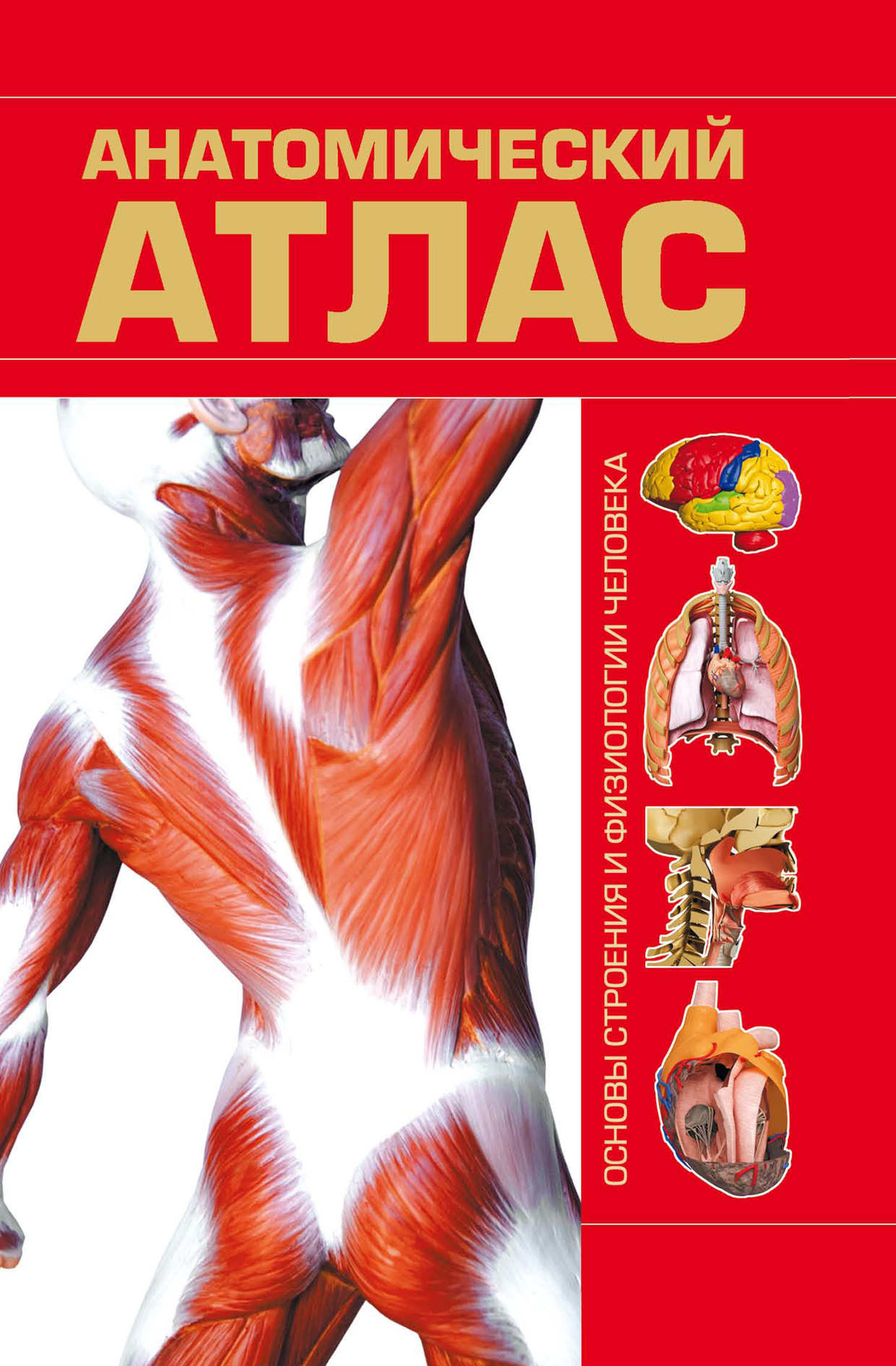 «Анатомический атлас», – скачать pdf на Литрес
