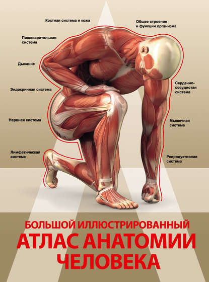 Анна Спектор — Большой иллюстрированный атлас анатомии человека