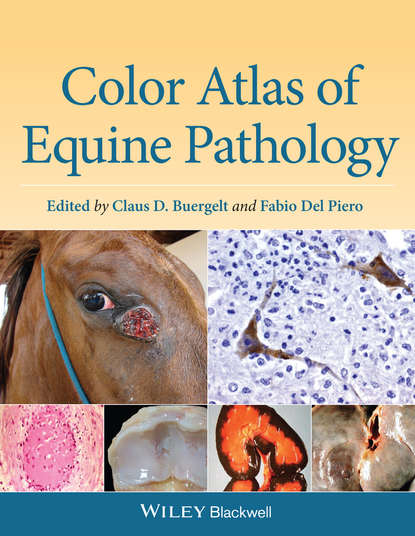 Группа авторов - Color Atlas of Equine Pathology