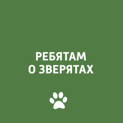 

Все о жизни летучих мышей (рукокрылые)