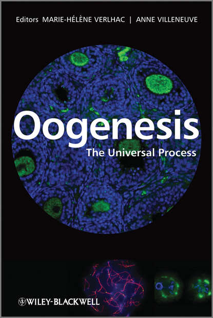 Oogenesis (Marie-Helene  Verlhac). 