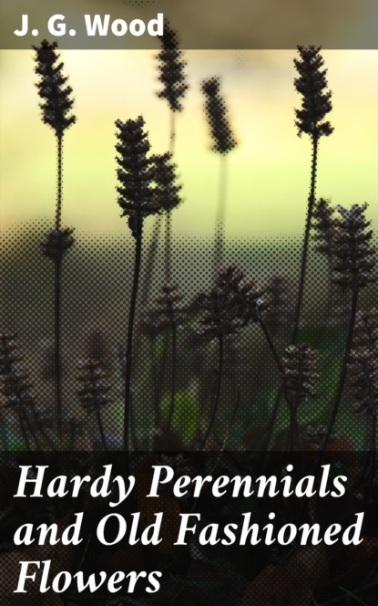 J. G. Wood - Hardy Perennials and Old Fashioned Flowers