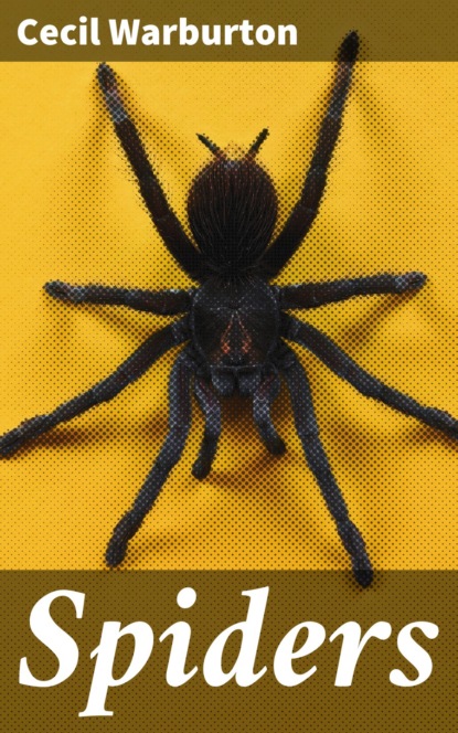 

Spiders