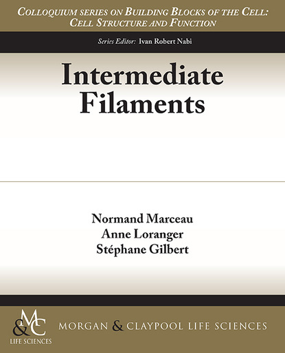 

Intermediate Filaments