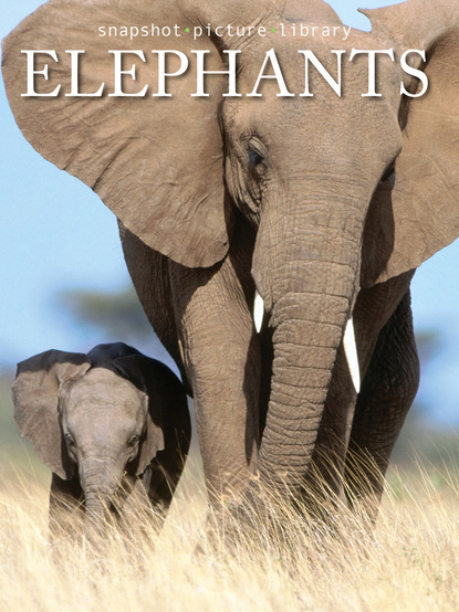 

Elephants