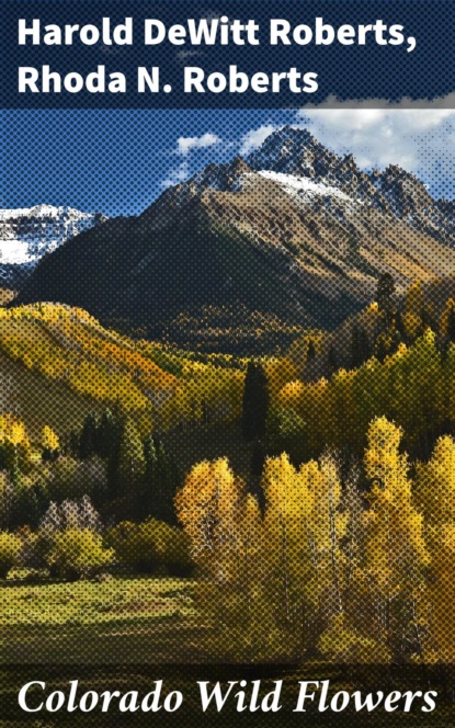 

Colorado Wild Flowers
